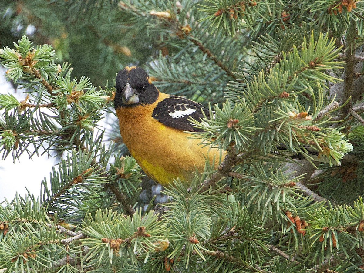 Black-headed Grosbeak - ML620613044