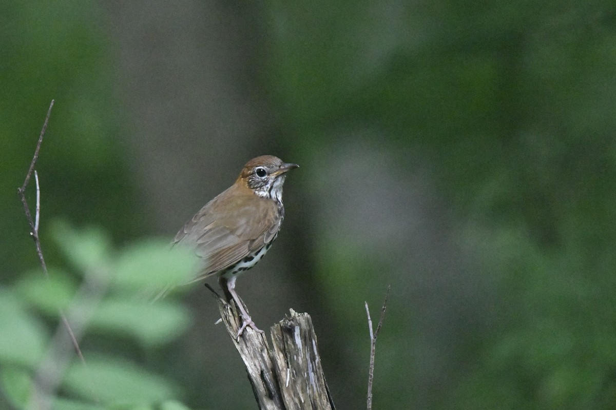 Wood Thrush - ML620613046