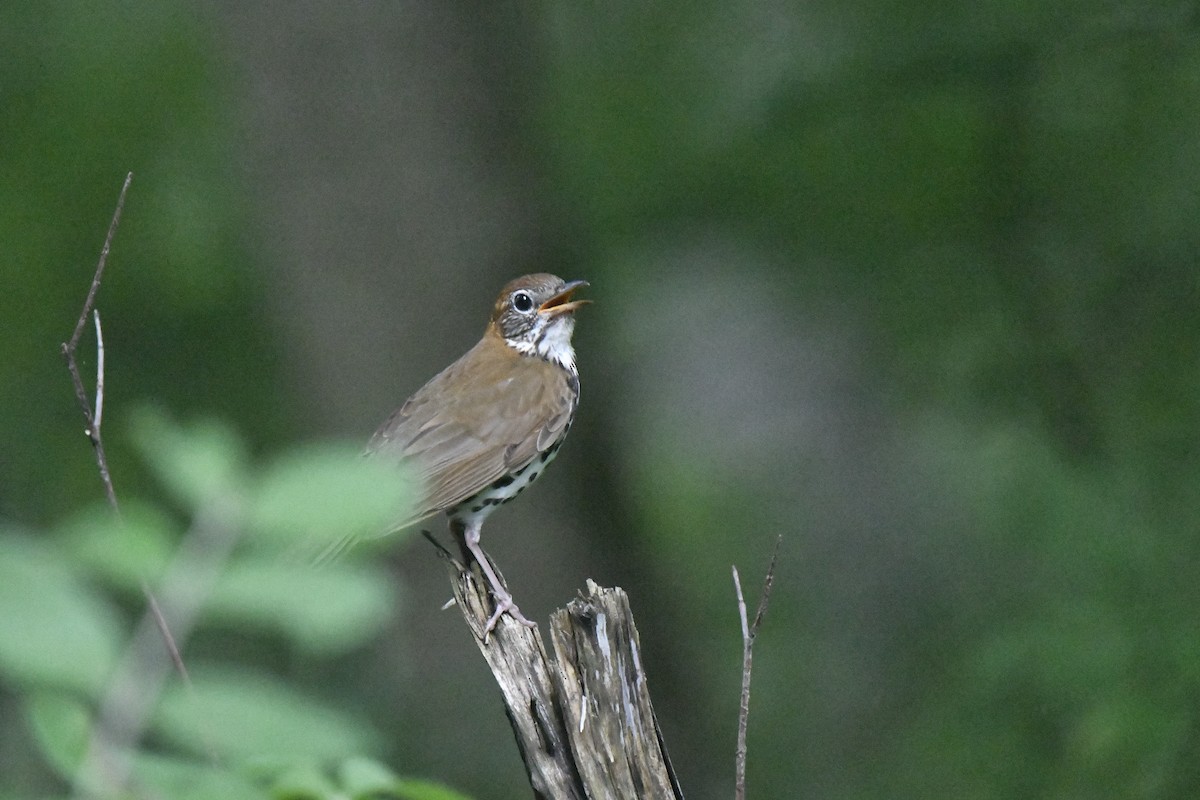 Wood Thrush - Kazumi Ohira