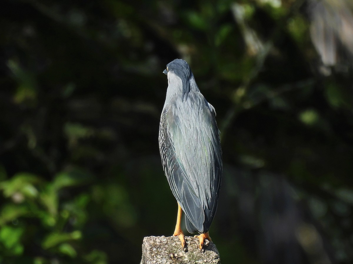 Striated Heron - ML620613051