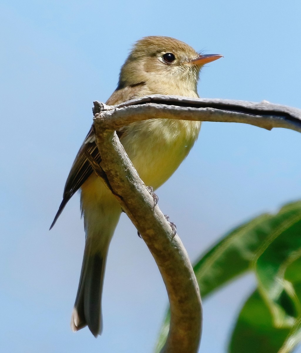 Western Flycatcher - ML620613052