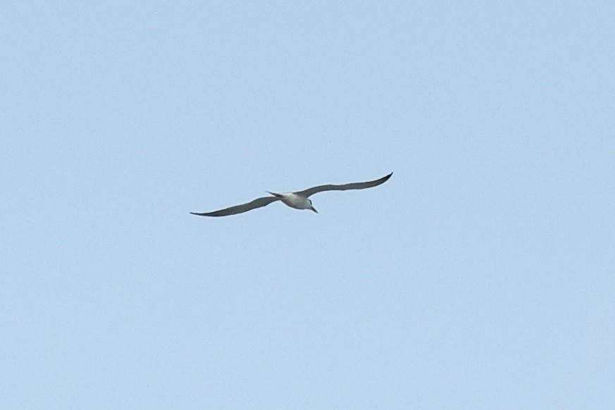 tern sp. - ML620613053