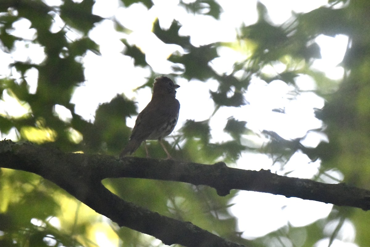 Wood Thrush - ML620613054