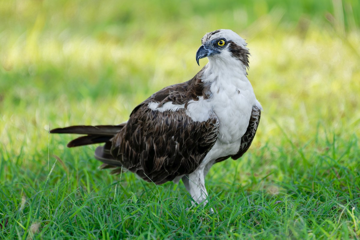 Osprey (carolinensis) - ML620613055