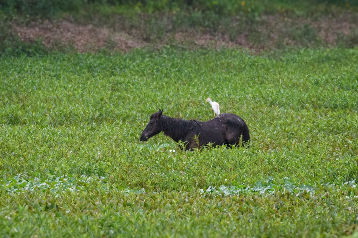 Western Cattle Egret - Eric Link