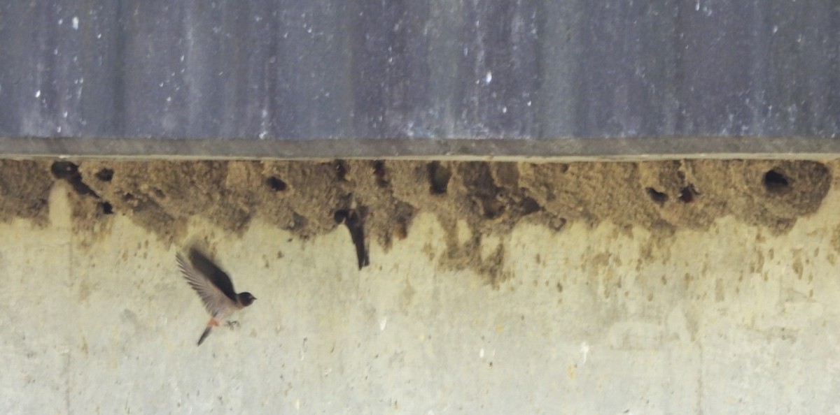 Cliff Swallow - ML620613057