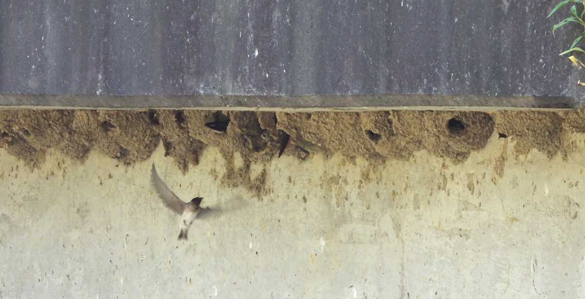 Cliff Swallow - ML620613058