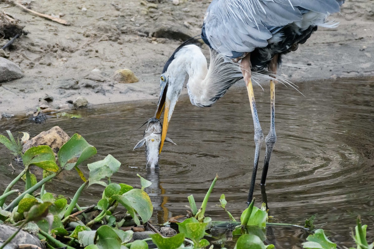 Great Blue Heron - ML620613060