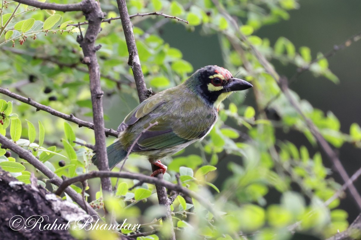 Al Göğüslü Barbet - ML620613061