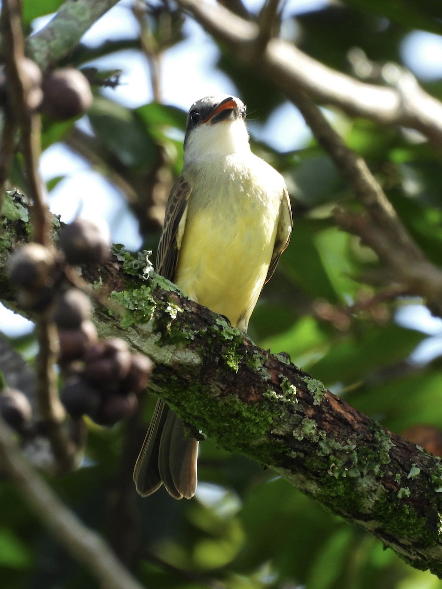 Tropical Kingbird - ML620613063