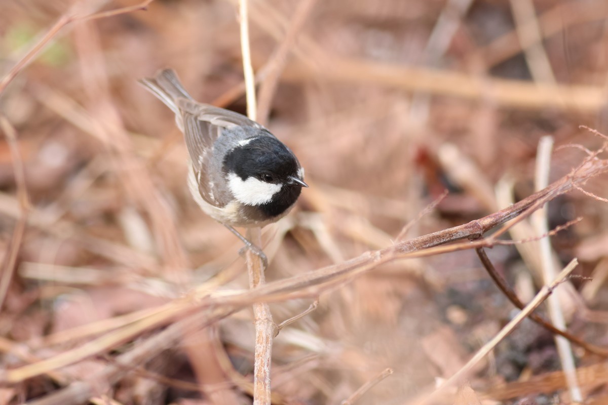 Mésange noire - ML620613064