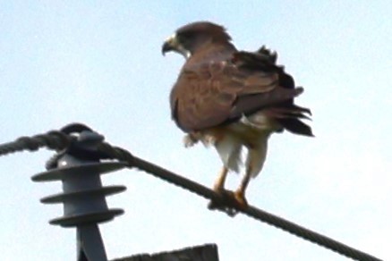 Swainson's Hawk - ML620613065