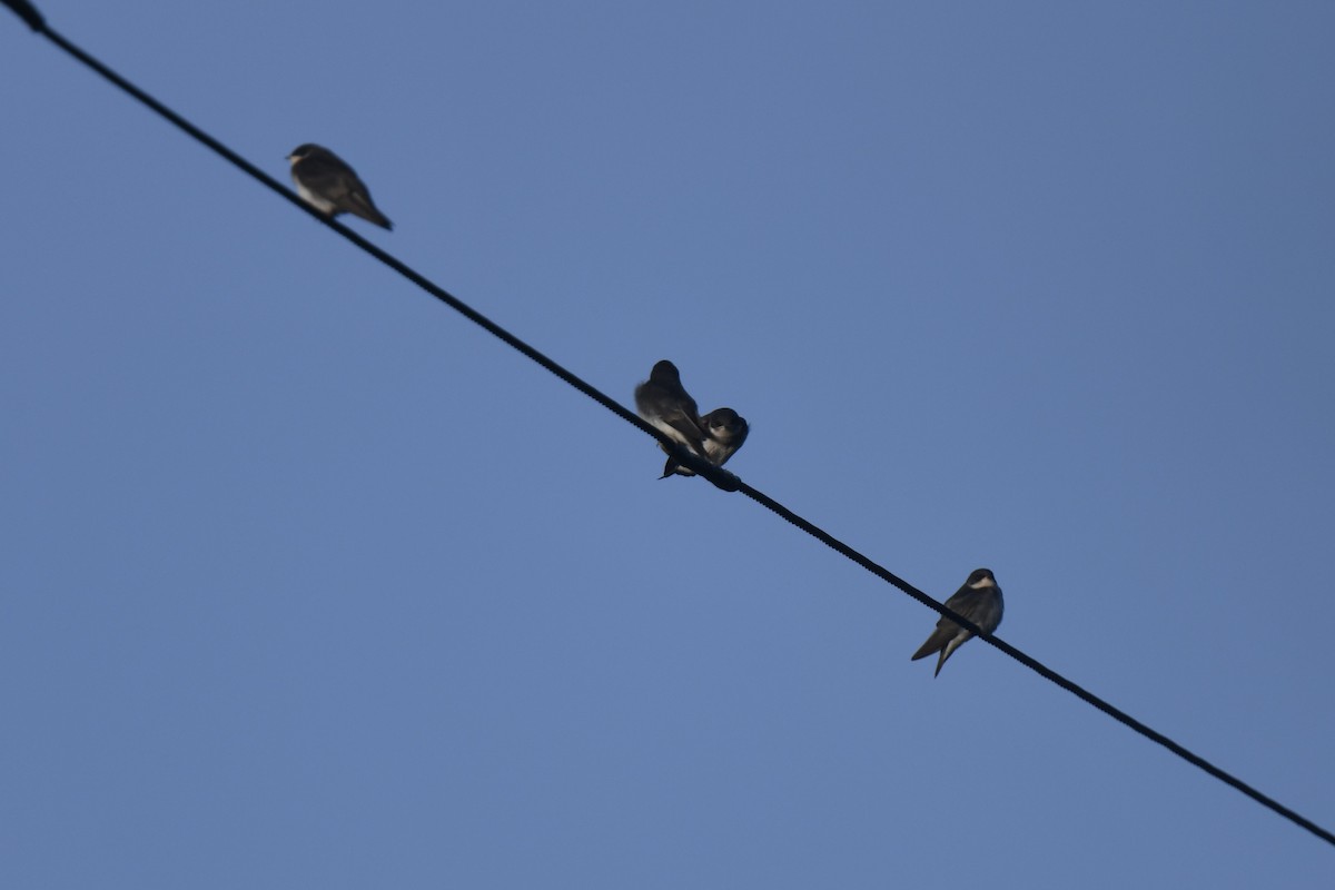 Golondrina Bicolor - ML620613067