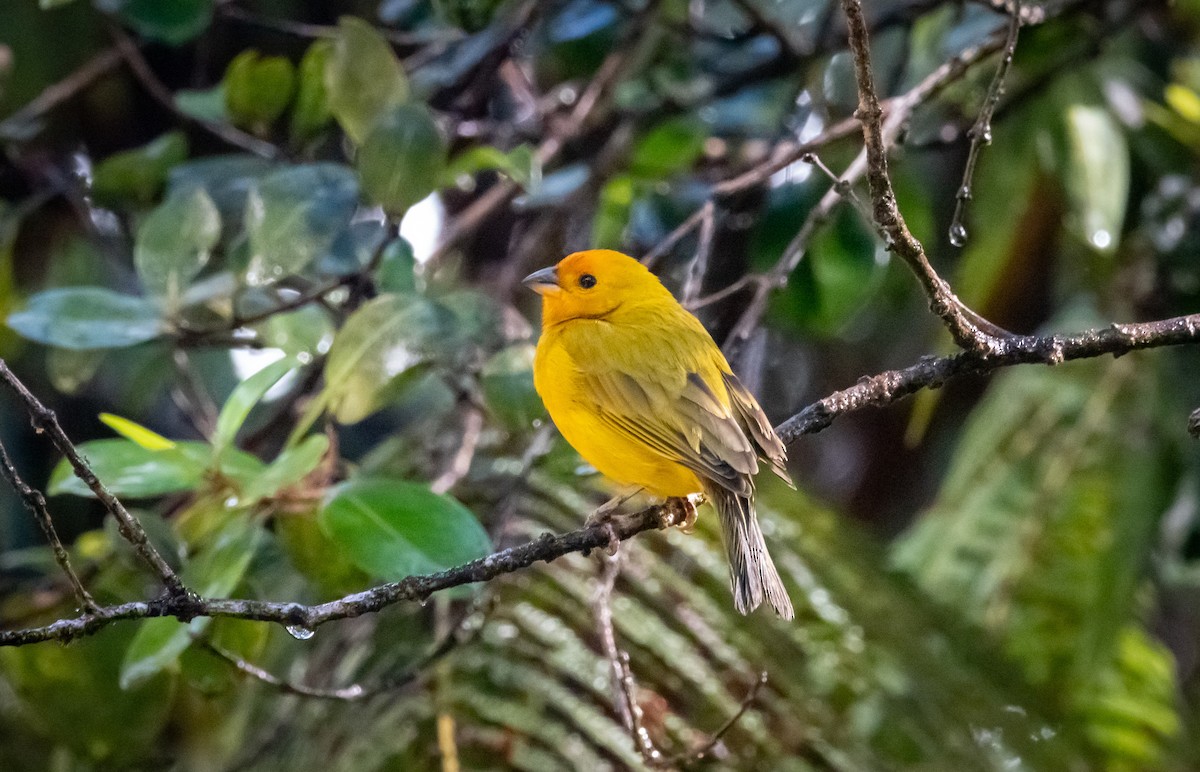 Saffron Finch - ML620613068