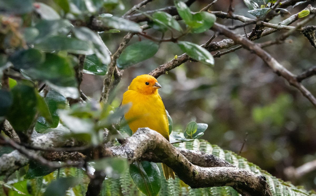 Saffron Finch - ML620613069