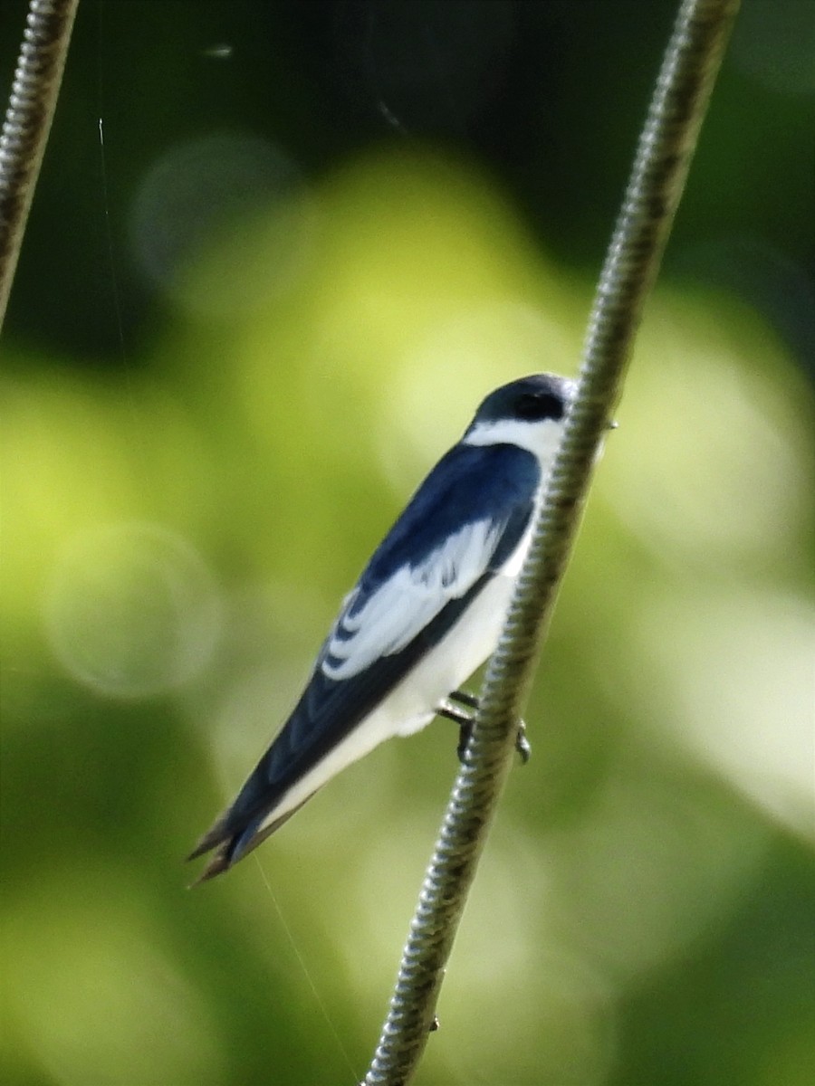 White-winged Swallow - ML620613070