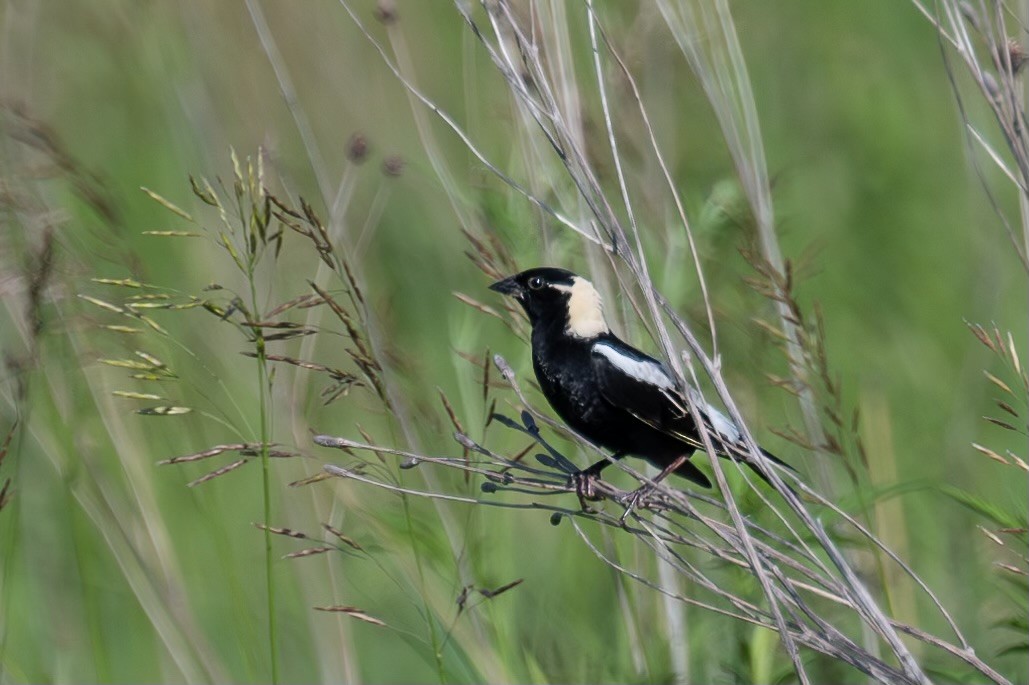 bobolink americký - ML620613071