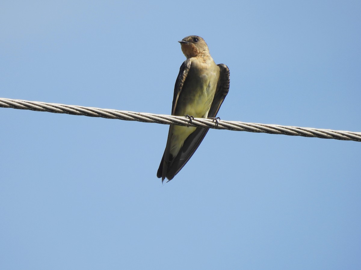 Golondrina Gorjirrufa - ML620613072