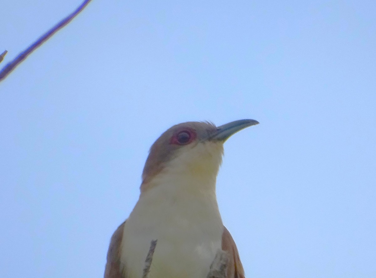 Black-billed Cuckoo - ML620613074