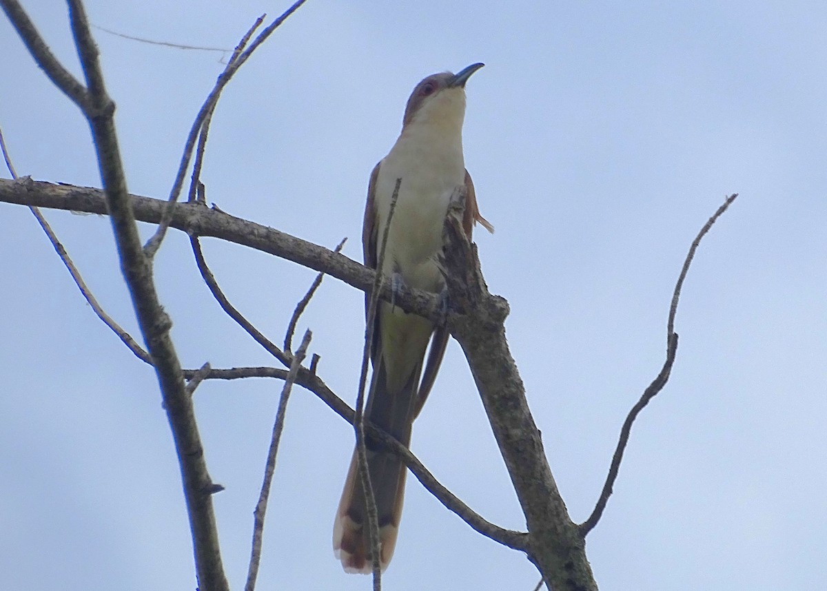 Black-billed Cuckoo - ML620613075