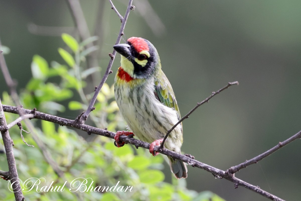 Coppersmith Barbet - ML620613077