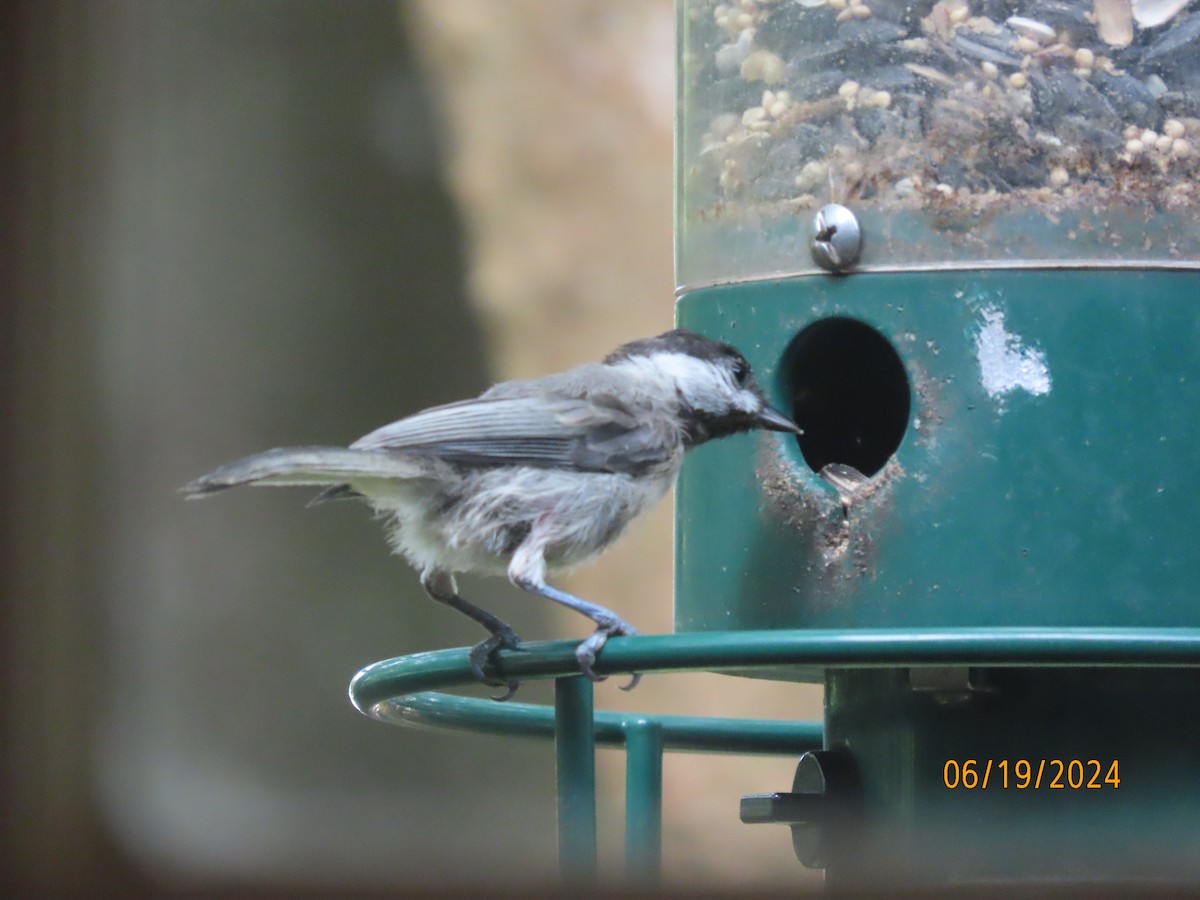 Carolina Chickadee - Susan Leake