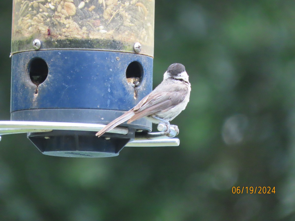 Carolina Chickadee - ML620613080