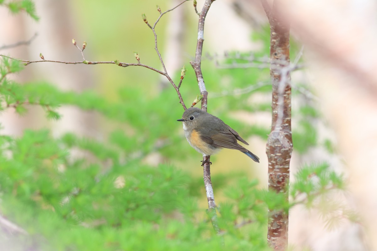 Robin à flancs roux - ML620613081