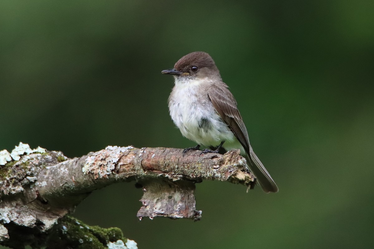 Eastern Phoebe - Kristin Mylecraine