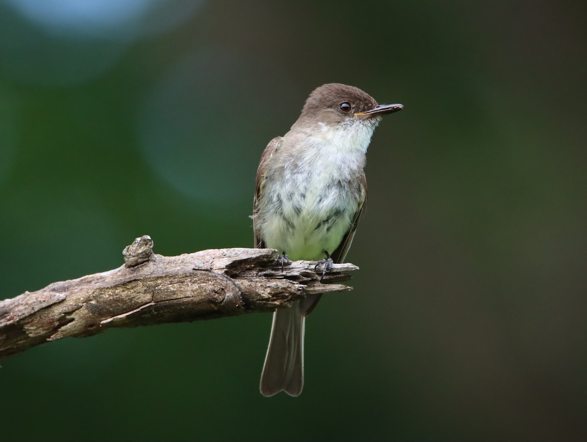 Eastern Phoebe - Kristin Mylecraine