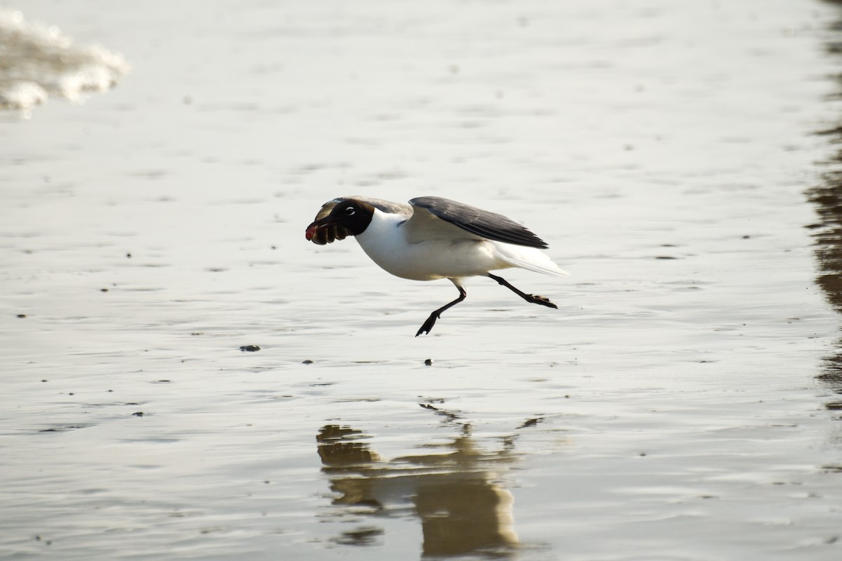 Mouette atricille - ML620613086