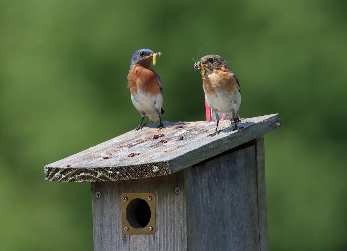 Eastern Bluebird - ML620613089