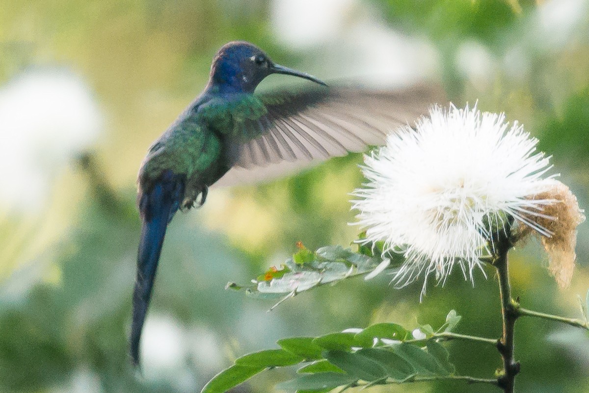 Colibri hirondelle - ML620613091