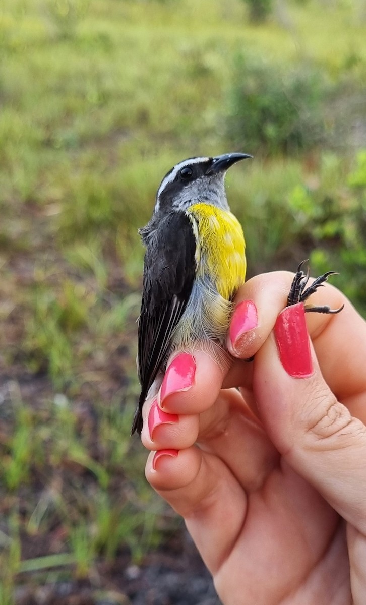 Bananaquit - ML620613093