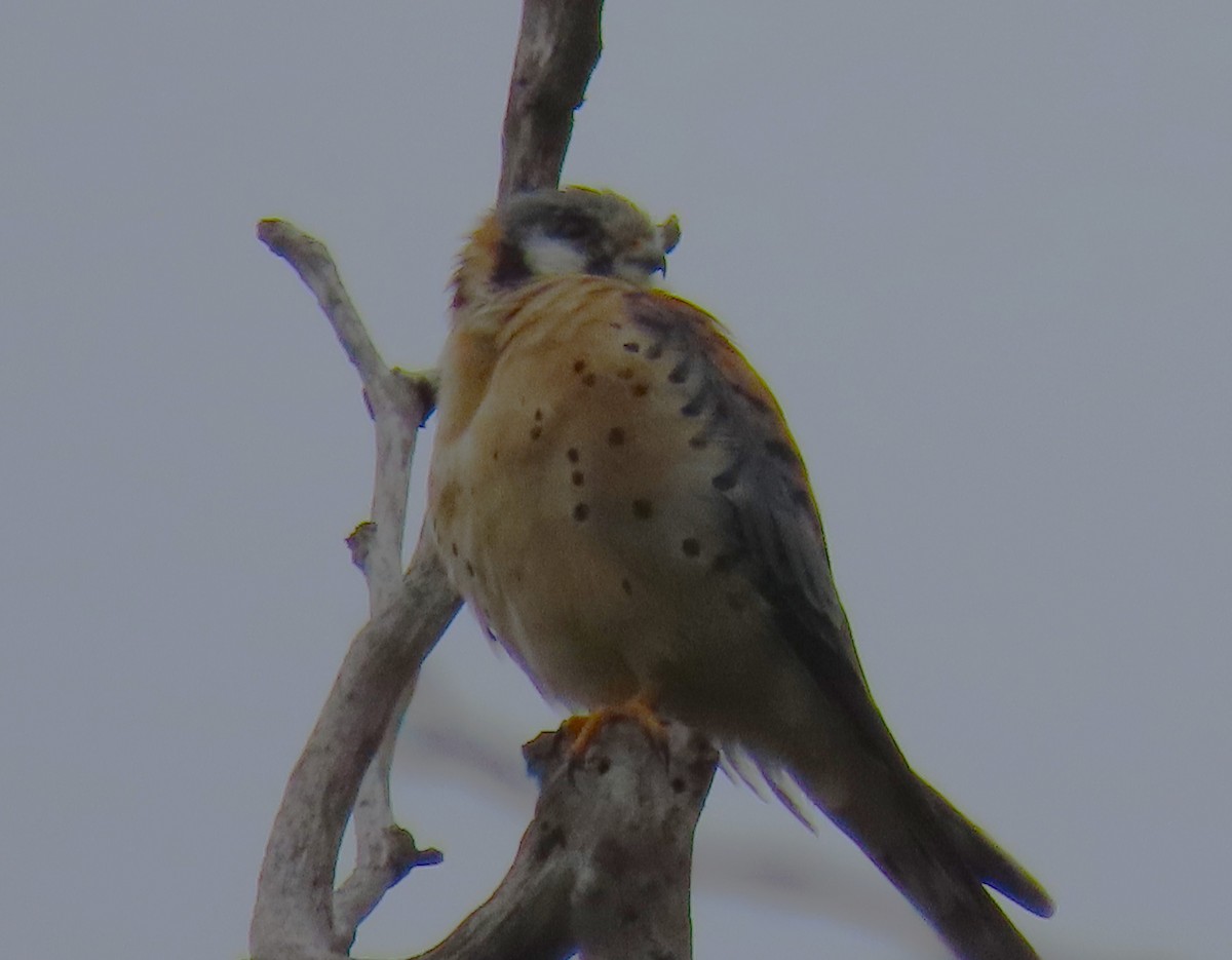 American Kestrel - ML620613094