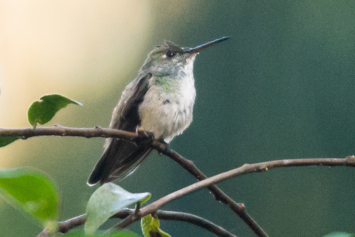 tupikolibri - ML620613095