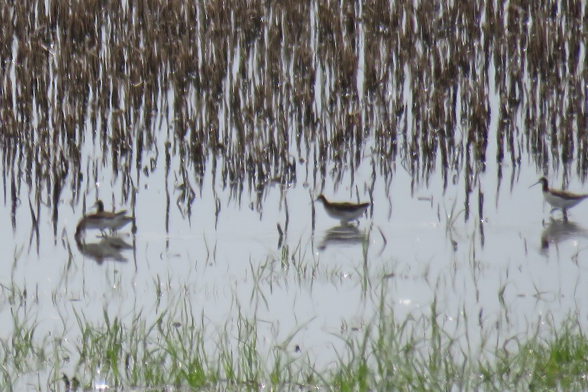 Wilson's Phalarope - ML620613096