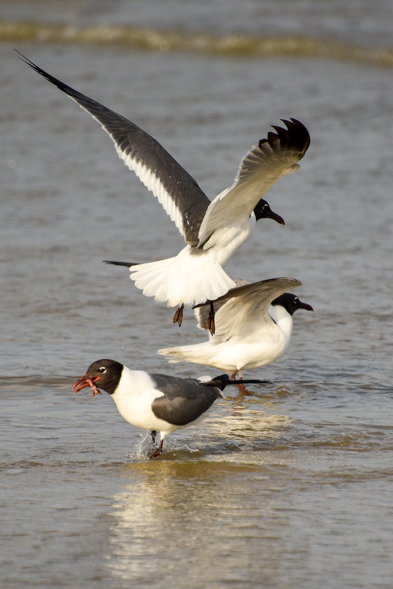 Gaviota Guanaguanare - ML620613097