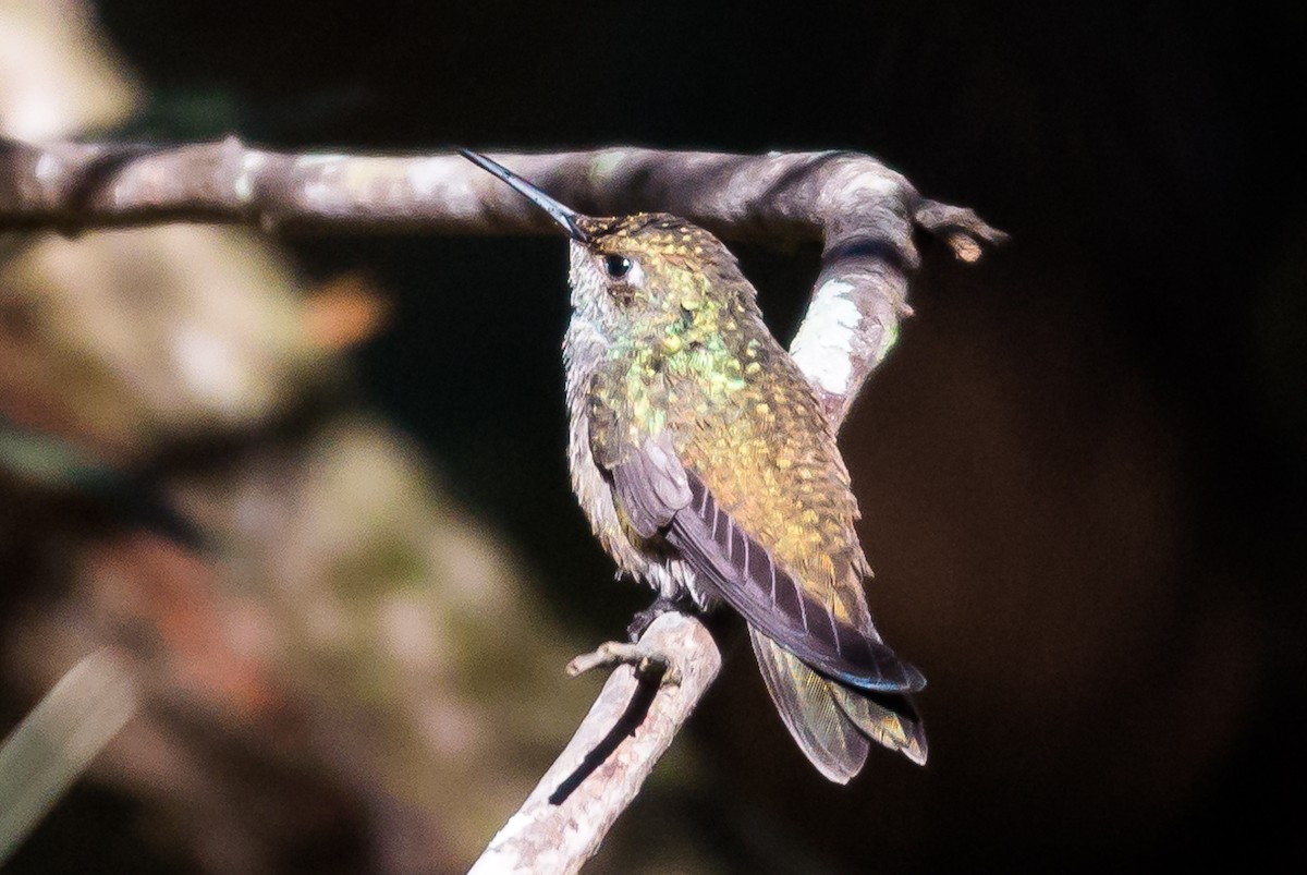 White-chinned Sapphire - ML620613098