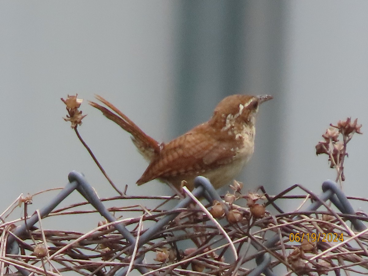 Carolina Wren - ML620613099