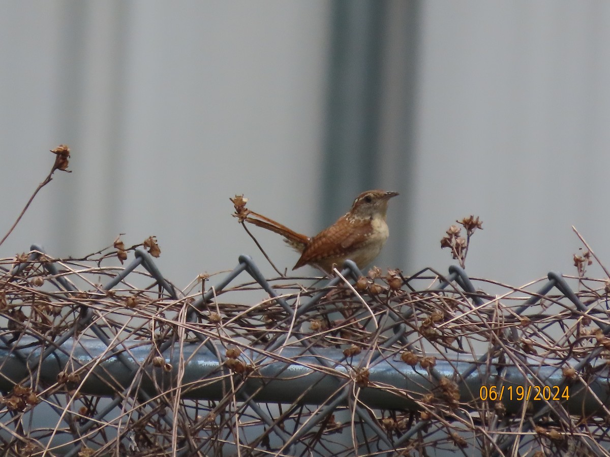 Carolina Wren - ML620613100