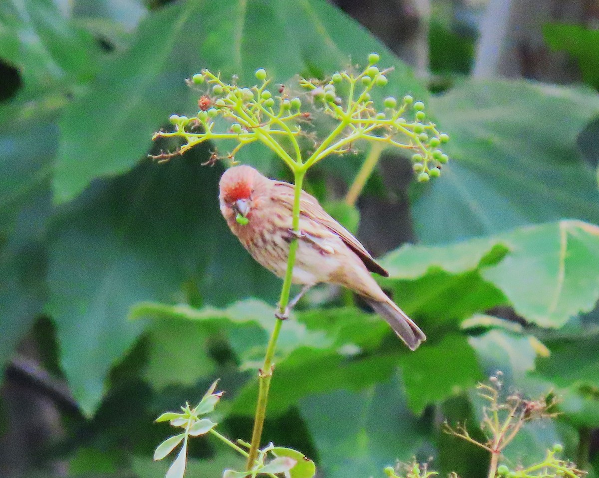 House Finch - ML620613102