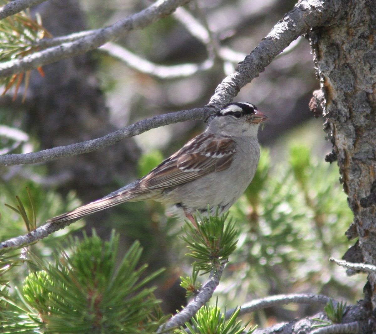 White-crowned Sparrow (oriantha) - ML620613104