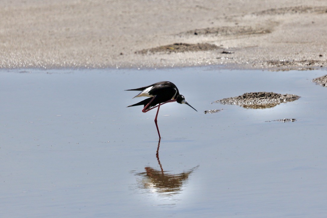 Black-necked Stilt - ML620613105