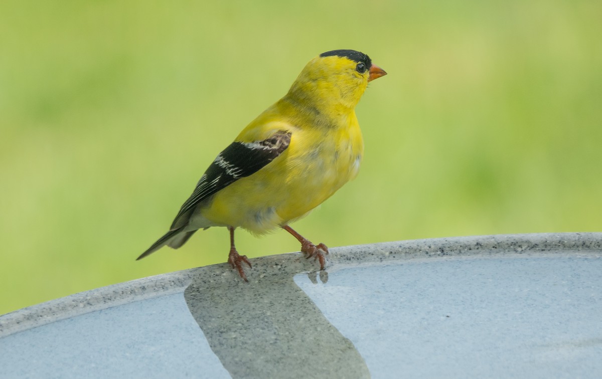 American Goldfinch - ML620613106