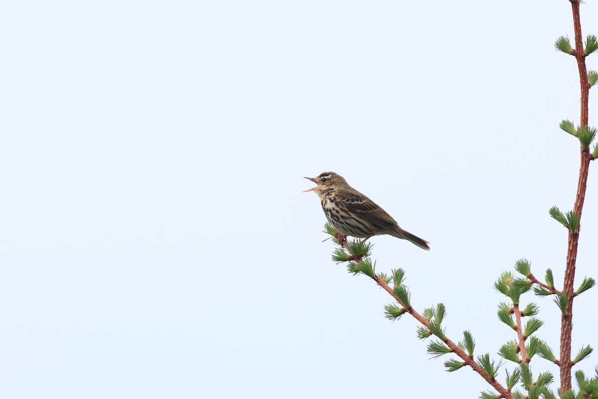 Pipit à dos olive - ML620613107