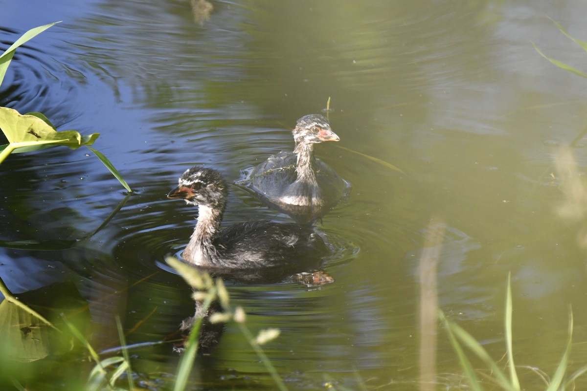 Pied-billed Grebe - ML620613108