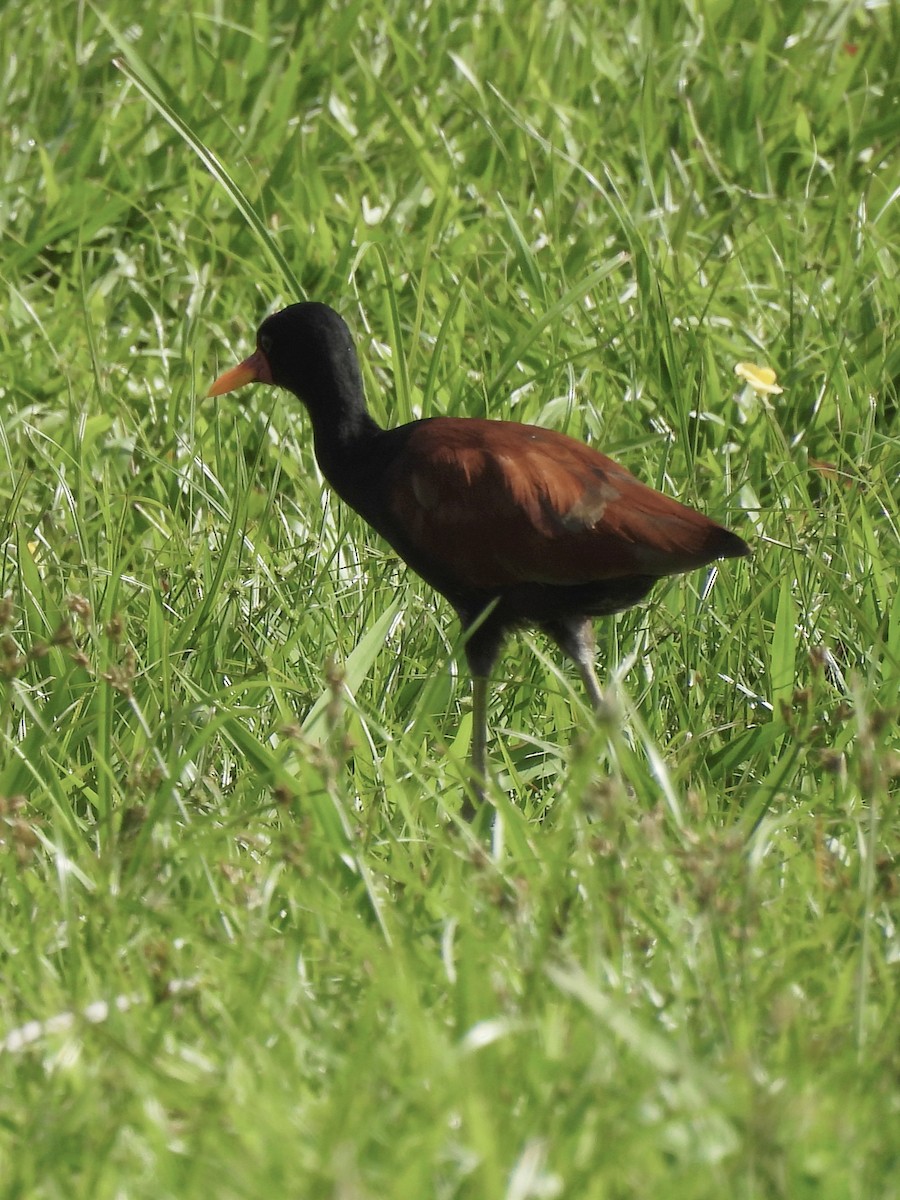 Wattled Jacana - ML620613109