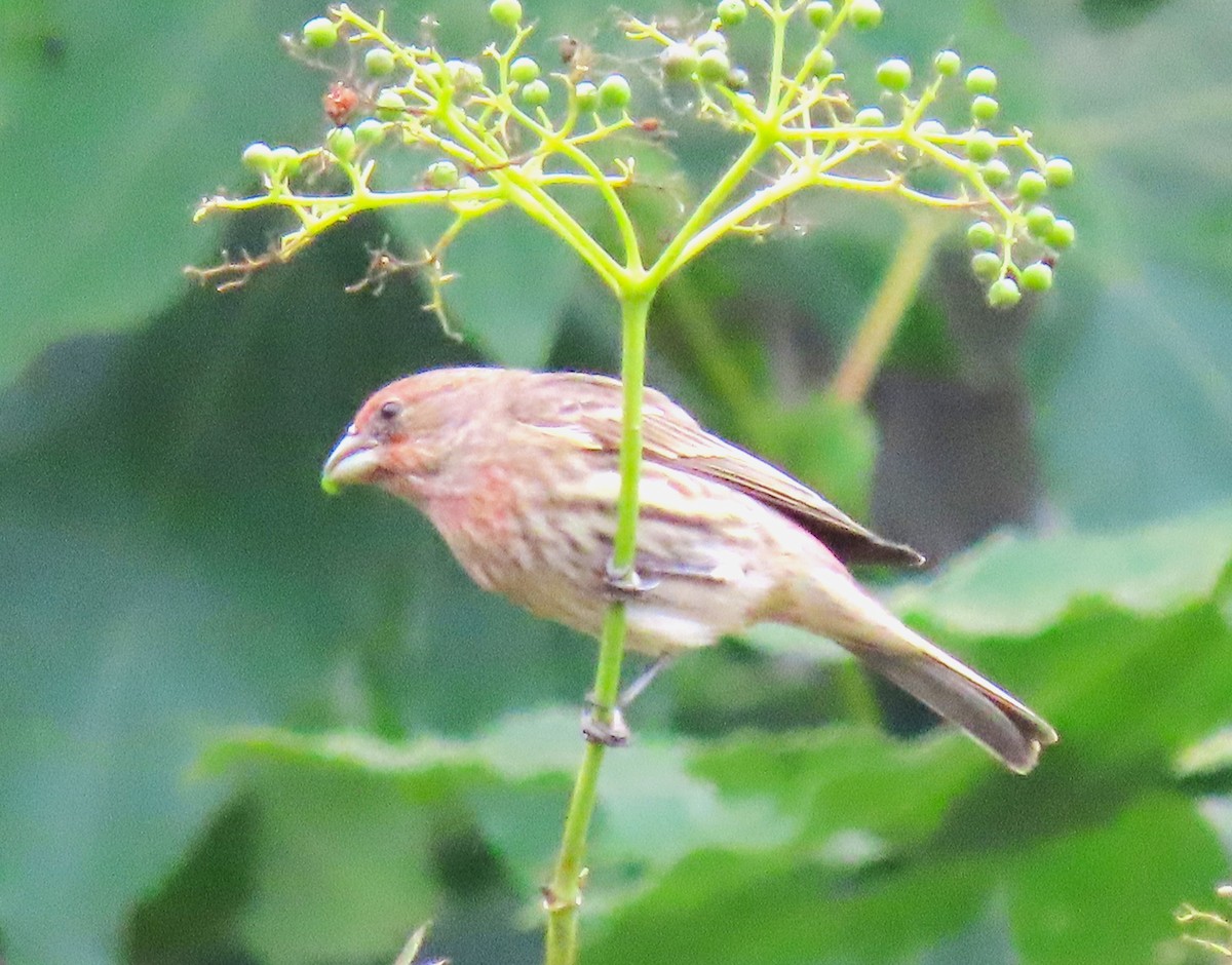 House Finch - ML620613110