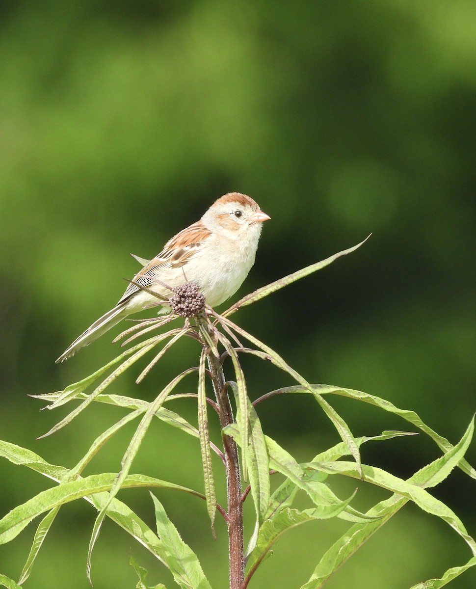 Field Sparrow - ML620613112